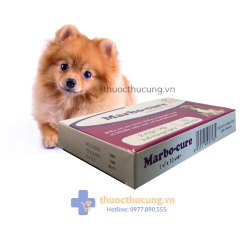 Kháng sinh trị bệnh ở chó: viêm đường hô hấp, viêm da mủ, chốc lở da, viêm nang lông mụn nhọt, viêm đường tiết niệu, viêm tinh hoàn