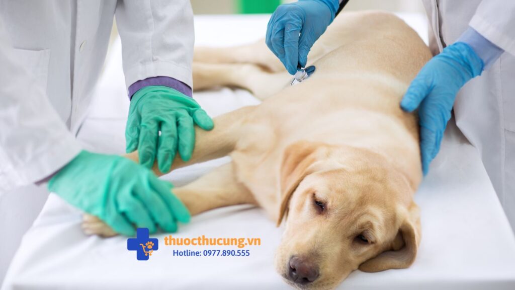 Bệnh Ký sinh trùng đường máu ở chó