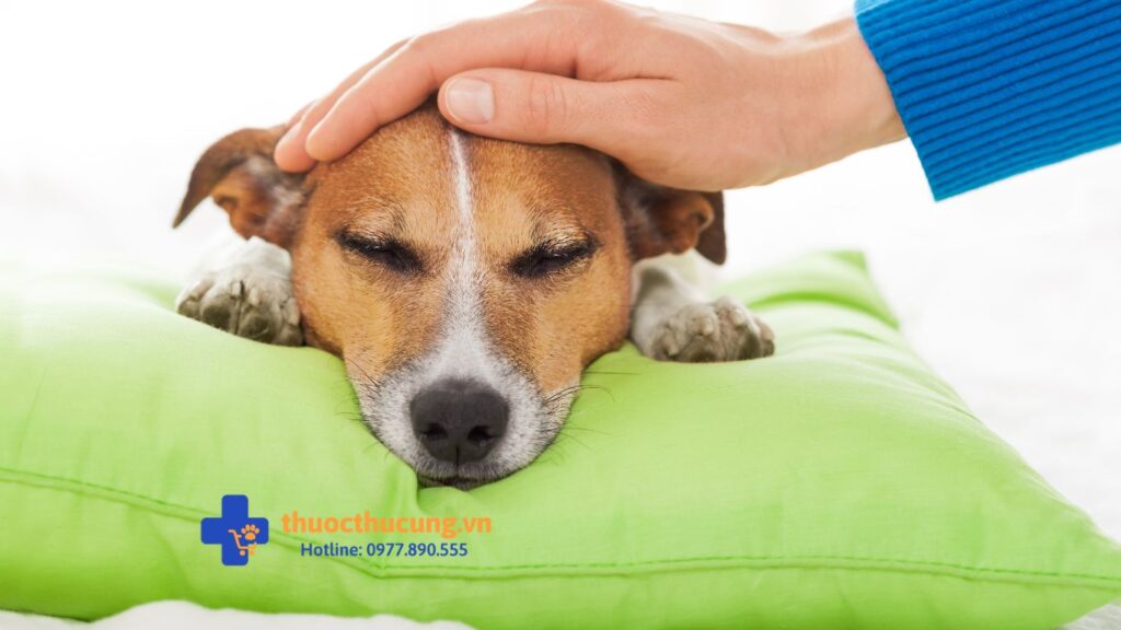 Bệnh ký sinh trùng đường máu ở chó