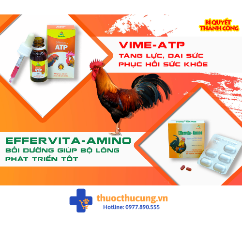 Effervita Amino (2) Giúp duy trì sức khỏe tốt, chống stress, phòng các bệnh do thời tiết, phục hồi sức khỏe sau khi bệnh. Kích thích ăn mồi. Giúp chim cảnh lông bóng mượt, thay lông nhanh, chim căng lửa. Chó, mèo nhanh nhẹn, sinh động, mắt sáng, lông mềm mượt.