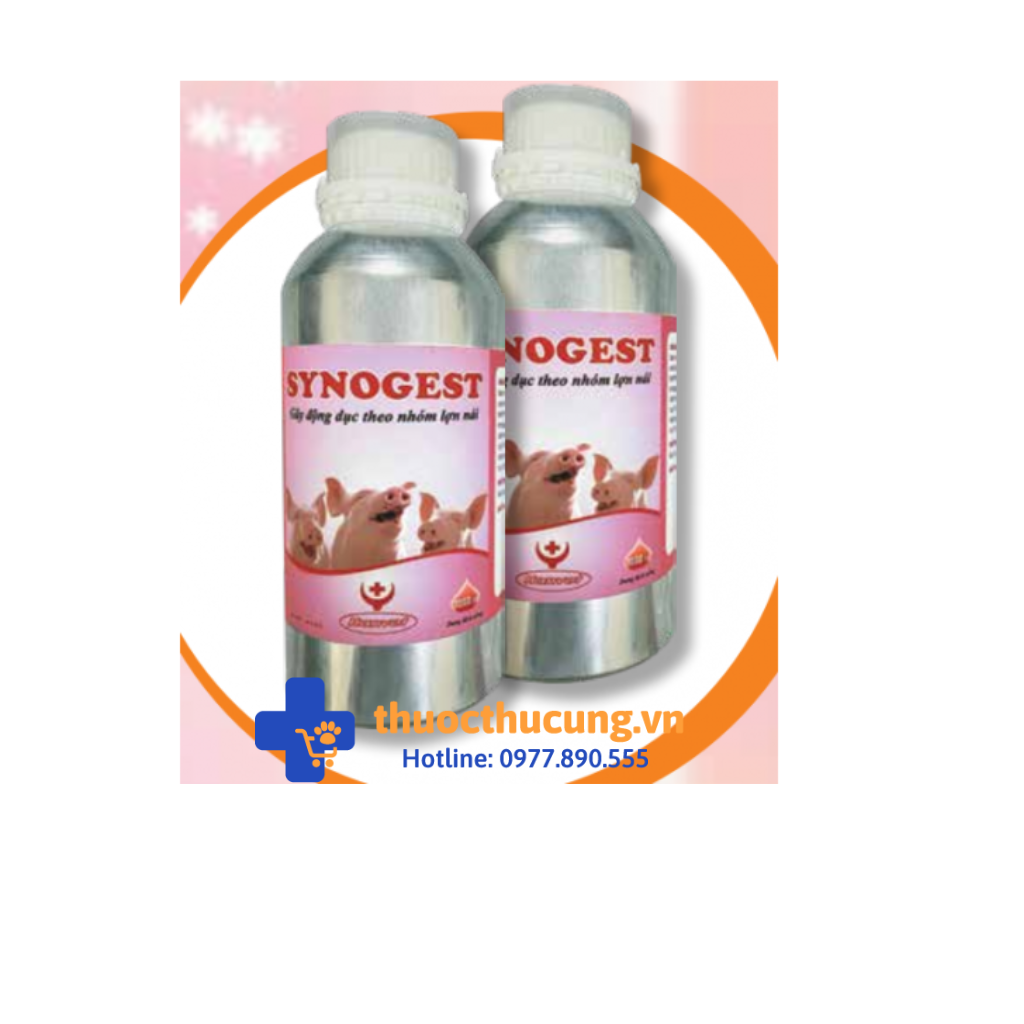 Gây động dục đồng loạt theo nhóm lợn nái