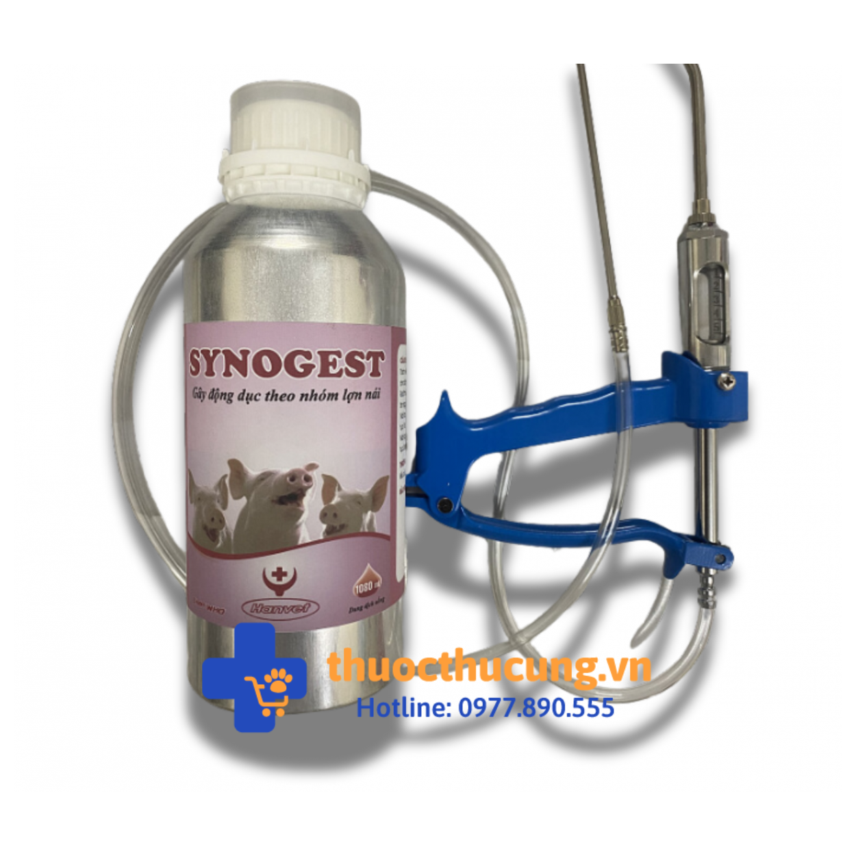 Gây động dục đồng loạt theo nhóm lợn nái